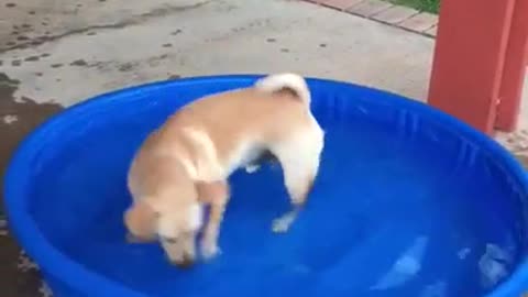 Curious Dogs Try to Catch Toy Fish Swimming in Water Tub