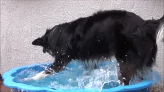 Border Collie is splash around in a little doggy pool