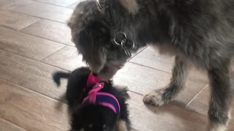 Older Dog Spins Puppy Around