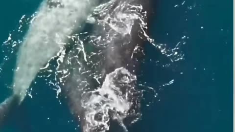 Whale love 💙