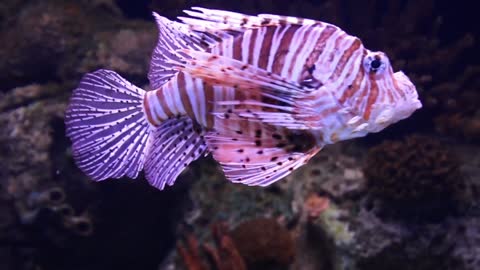 Scorpion fish looks amazing in an aquarium