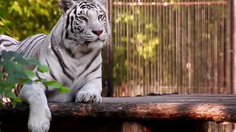 Wild life part 3 - White Tiger