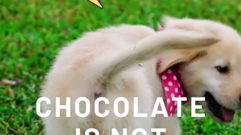 Chocolates are not good for dogs