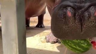 HIPPO CRUSHES WATERMELON! 🦛🍉