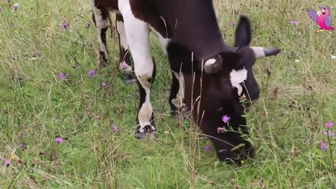 COW VIDEO 🐮🐄 COWS MOOING AND GRAZING IN A FIELD 🐄🐮