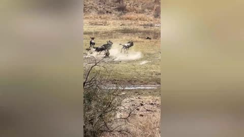 Leopard takes down wildebeest 3 times its size! 🤯