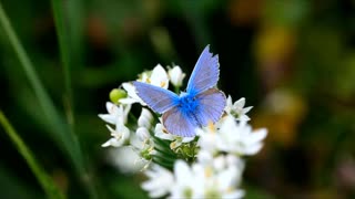 Blue butterfly over white flowers