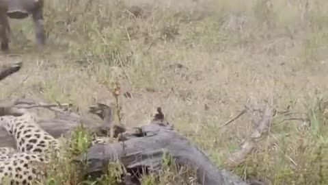 Rare Footage- Male Leopard Hunts Warthog