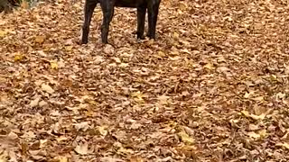 Cane Corso goes on Alert