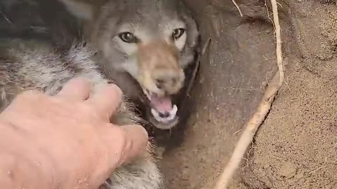 Pet Coyote Denies Friendship During Den Digging || ViralHog