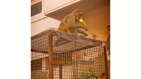 Monkey Funny Compilation Videos 2024 _ Funny Monkey Videos _ Animal Funny Videos #animals #shorts