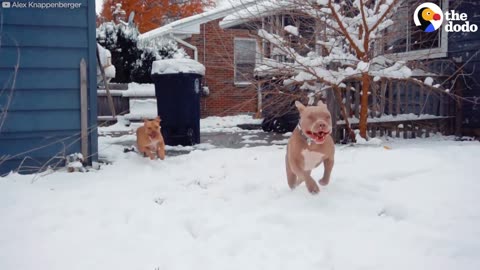 Rescued Pit Bulls Play In The Snow