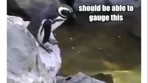 Funny penguin dubbing / #funny #dubbing #animals #funnyvideo #sea #ocean