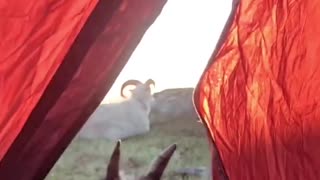 Camping with my pet sheep and goat