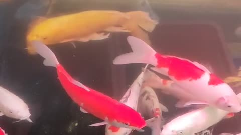A group of colorful feng shui fish