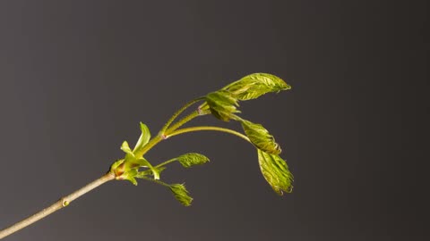 Time Lapse - Growing plant 🌱