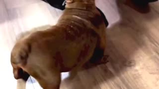 A twerking dog