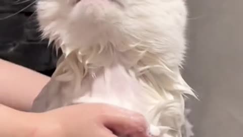 Cute and funny cat video.Cat is showering and looking so cute