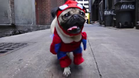 Doug the Pug