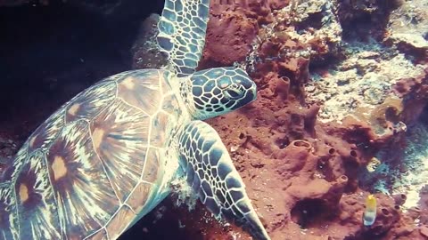Ancient Galapagos tortoise