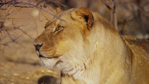 Close up of a lioness yawning near the grass in 4K