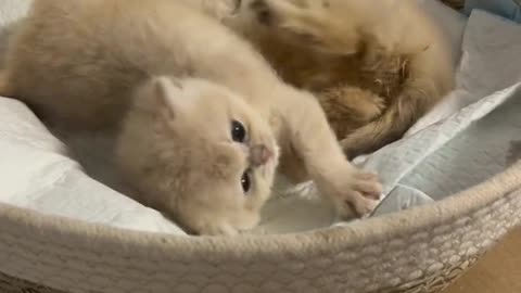 kitten fight