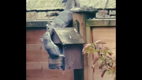 Squirrel's House | Squirrel House |