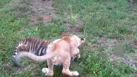 Baby Lion & Tiger playing