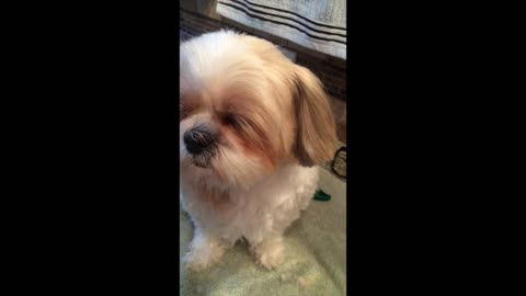 Shih Tzu falls asleep during grooming session