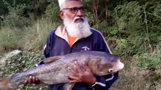 Big Head Carp Caught By Harris Bhatti Team | Mangla Broti | 21/10/23