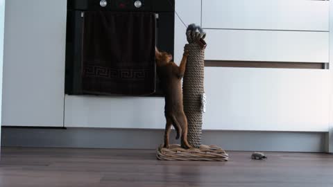 Funny Abyssinian kitten playing in the house with many different toys.