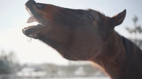 Yawning horse at country side close-up