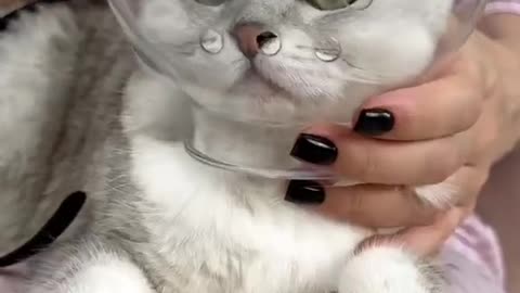 Cutting the nails of cute 🐈🐈 cat