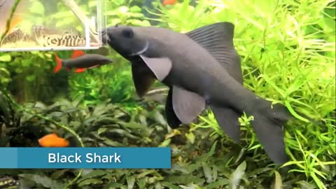Recommendations _ Freshwater Shark Ornamental Fish