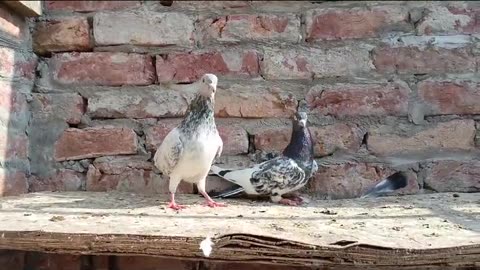 Golden motiwaly pigeon beautiful