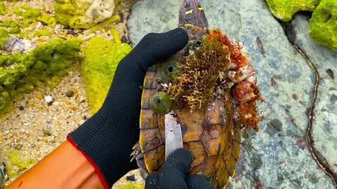 Lucky sea turtle were rescued in time to remove barnacles and the net clinging to the shell