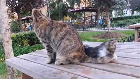 Mama Cat's Reaction to her kitten, When Kitten biting her tail