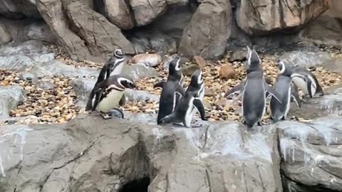 Like any trouble you've heard # penguin