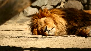 King Lion resting under the sun