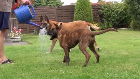 Puppy is playing with the water from watering can