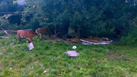 Tiger fight in forest
