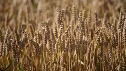 Wheat Revolution: LIBS-Raman Spectroscopy