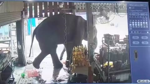 Rampaging elephant attacks shopkeeper in Thailand.