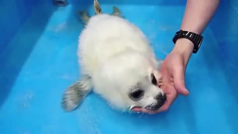 The children saw the new seal calves at the zoo.