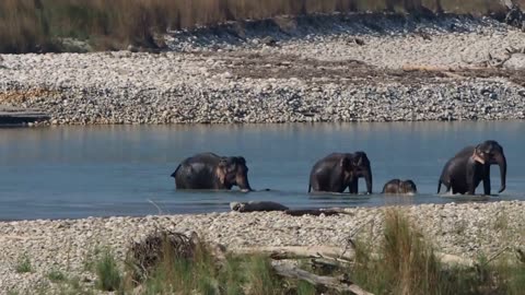 Baby Elephant Crossing a Deep River