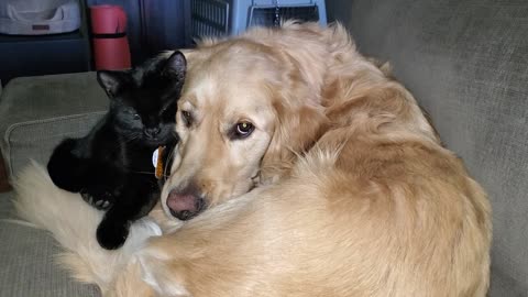 Cat and dog are best friends