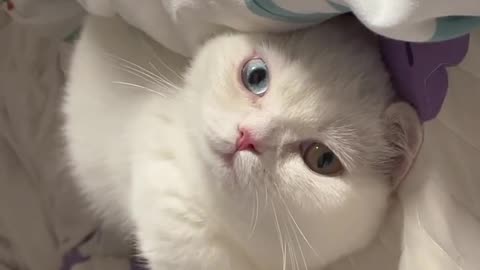 Do you like such a cute cat？