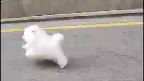 Running Dog ❤️ #dog #dogs #dogvideo #funnyvideo #bts #Pomeranian