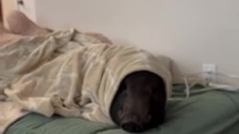 Electric blanket are warm on pig | funny animal video