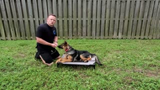 How To Train German Shepherd Puppy - 6 months old - Day One Lesson One with Hadley